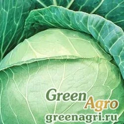Семена Джетодор F1 50 семян, Syngenta