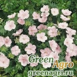 Герань кроваво-красная (Geranium sanguineum) "Vision" (pink/hellrosa) raw 500 шт.