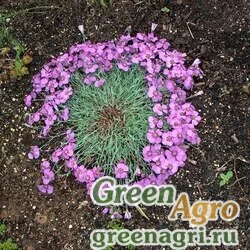 Гвоздика ползучая (Dianthus repens) 5 гр.