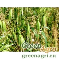 Сидераты Овес посевной 1кг
