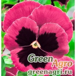 Семена Анютины глазки Лаура  (упак-50 гр.)