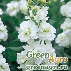 Левкой седой Matthiola incana Regal White Raw 1000