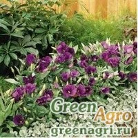 Семена Лизиантус (Эустома) крупноцветковый (Lisianthus grandiflorum) 