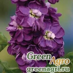 Левкой седой Matthiola incana OPERA DEEP ROSE Raw 1000