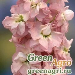 Левкой седой Matthiola incana OPERA DAPHNE Raw 1000