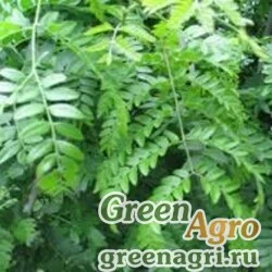 Семена Гледичия Дэлавея (Gleditsia delavayi) 30 гр.