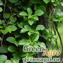 Семена Древогубец  плетеобразный (Celastrus flagellaris) 5 гр.