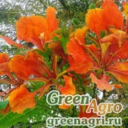 Семена Делоникс королевский (Delonix regia) 40 г