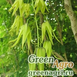 Семена Декенея Фарже (Decaisnea fargesii) 2 г