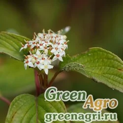 Семена Дерен белый (Cornus alba) 55 г