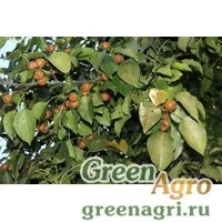 Семена Груша березолистная (Pyrus betulaefolia) 30 гр.