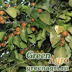 Семена Груша березолистная (Pyrus betulaefolia) 30 гр.