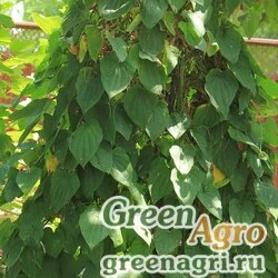 Семена Диоскорея кавказская (Dioscorea caucasica) 1 гр.