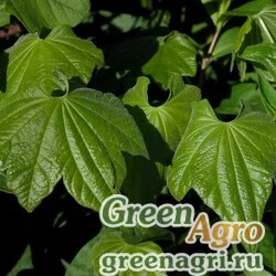 Семена Диоскорея пятилопастная (Dioscorea quinqueloba) 1 гр.