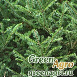Семена Ель черная (Picea mariana) "Nova Scotia Canada" 3 гр.