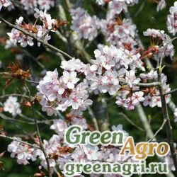 Семена Вишня Саржента (Prunus sargentii) 10 гр.