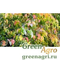 Семена Граб Генри (Carpinus henryana) 20 гр.