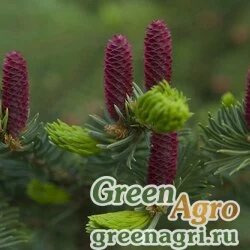 Семена Ель корейская (Picea koraiensis) 8 гр.