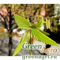 Семена Граб обыкновенный (Carpinus betulus) 150 г