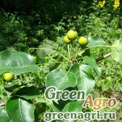Семена Груша лесная (Pyrus communis) 50 гр.