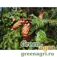Семена Ель аянская (Picea ajanensis) 20 гр.