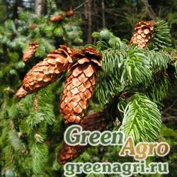 Семена Ель аянская (Picea ajanensis) 20 гр.