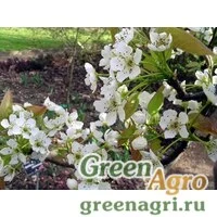 Семена Груша уссурийская (Pyrus ussuriensis) 50 г