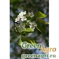 Семена Груша Каллери (Pyrus calleryana) 30 гр.