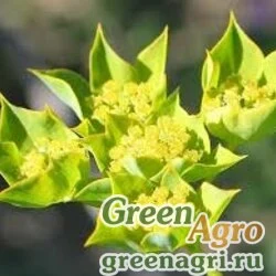 Семена Володушка круглолистная (Bupleurum rotundifolium) 5 гр.