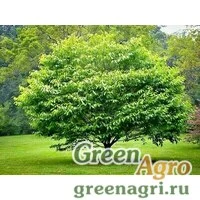 Семена Граб каролинский (Carpinus caroliniana) 15 гр.