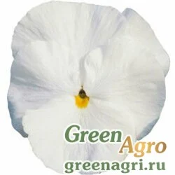 Семена Виола крупноцветковая Дельта Пьюр Вайт 100шт