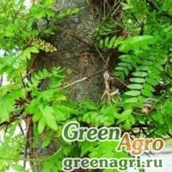 Семена Гледичия трехколючковая (Gleditsia triacanthos) 200 гр.