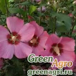 Семена Гибискус сирийский (Hibiscus syriacus) 50 гр.