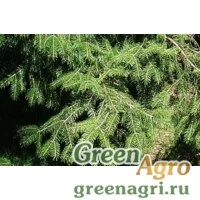 Семена Ель Вильсона (Picea wilsonii) 40 гр.