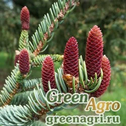 Семена Ель Койямы (Picea koyamai) 15 г