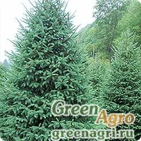 Семена Ель канадская густая (Picea glauca var. densata) "Black Hills, SD" 5 гр.