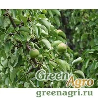 Семена Груша грушелистная (песчаная) (Pyrus pyrifolia) 20 гр.