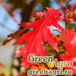 Семена Дуб красный (Quercus rubra) 1000 гр.
