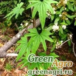 Семена Диоскорея короткогроздевая (Dioscorea brachybotrya) 0.5 гр.