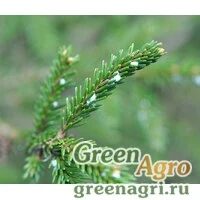 Семена Ель восточная (Picea orientalis) 15 г