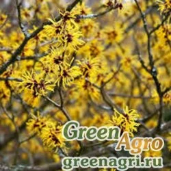 Семена Гамамелис весенний (Hamamelis vernalis) 15 гр.