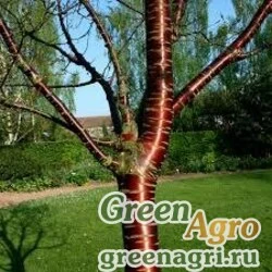 Семена Вишня пильчатая (Prunus serrula) 20 гр.
