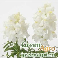 Семена Львиный зев (Антирринум) большой (Antirrhinum majus) 