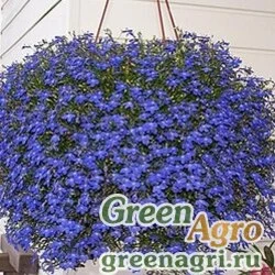 Семена Лобелия плетистая Сапфир  (упак-50 гр.)