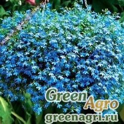 Семена Лобелия плетистая Голубой фонтан  (упак-50 гр.)