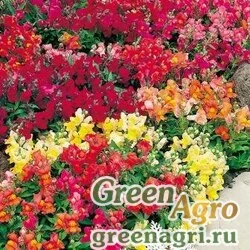 Семена Львиный зев Магический ковер  (упак-50 гр.)