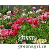 Семена Эшшольция Малиновый король  (упак-50 гр.)