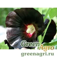 Семена Шток-роза Черная  (упак-50 гр.)