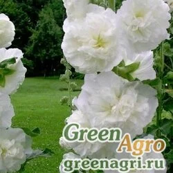Семена Шток-роза Белая  (упак-50 гр.)