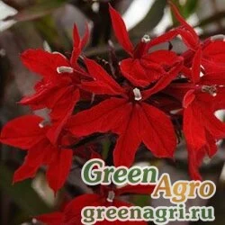 Лобелия прекрасная Lobelia speciosa VULCAN RED Pelleted 500